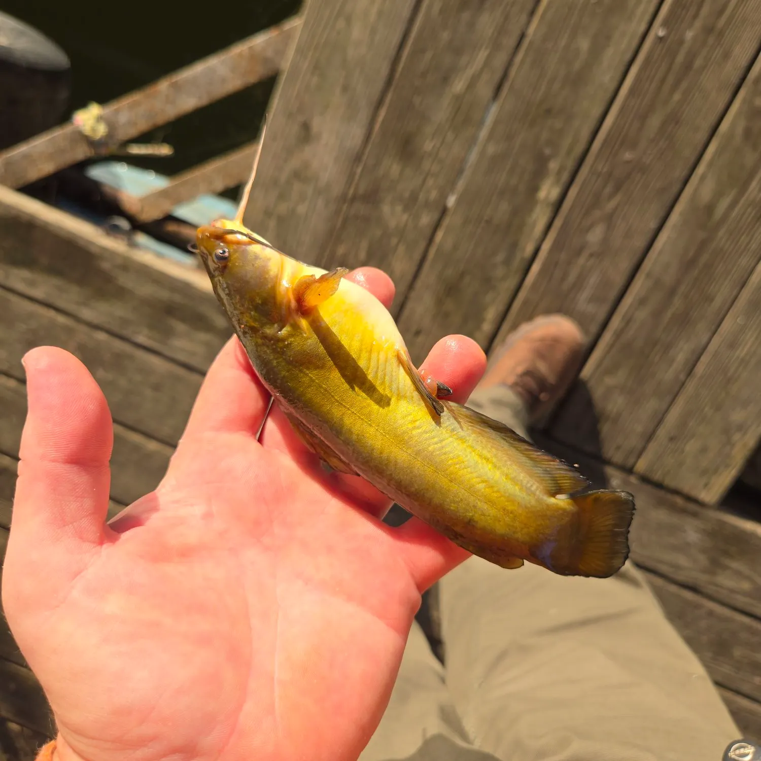 Yellow bullhead caught on Fishbrain