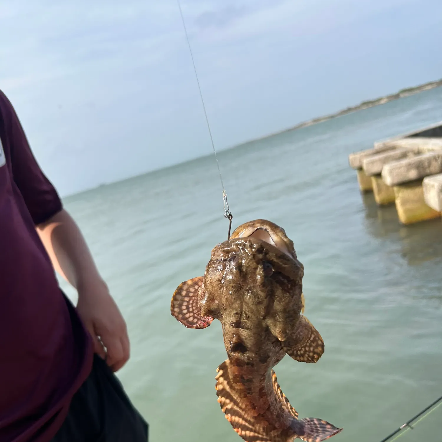 The most recent Gulf toadfish catches on Fishbrain