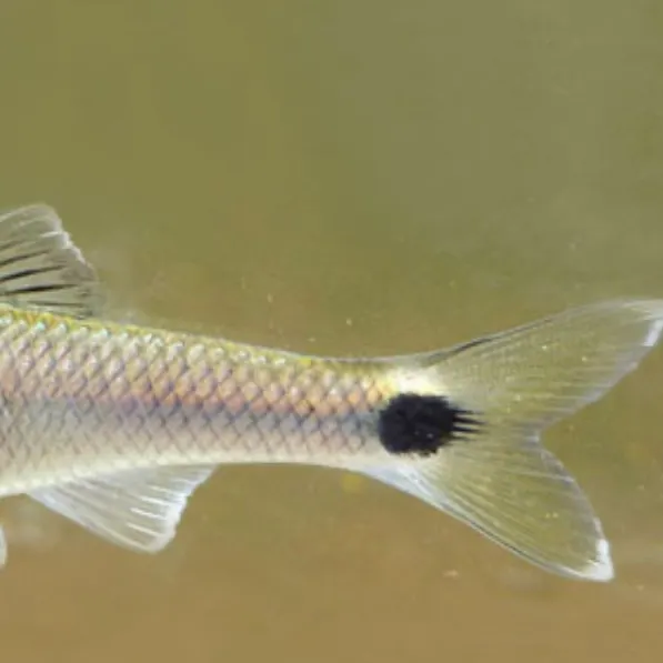 The most recent Apalachicola blacktail shiner catches on Fishbrain