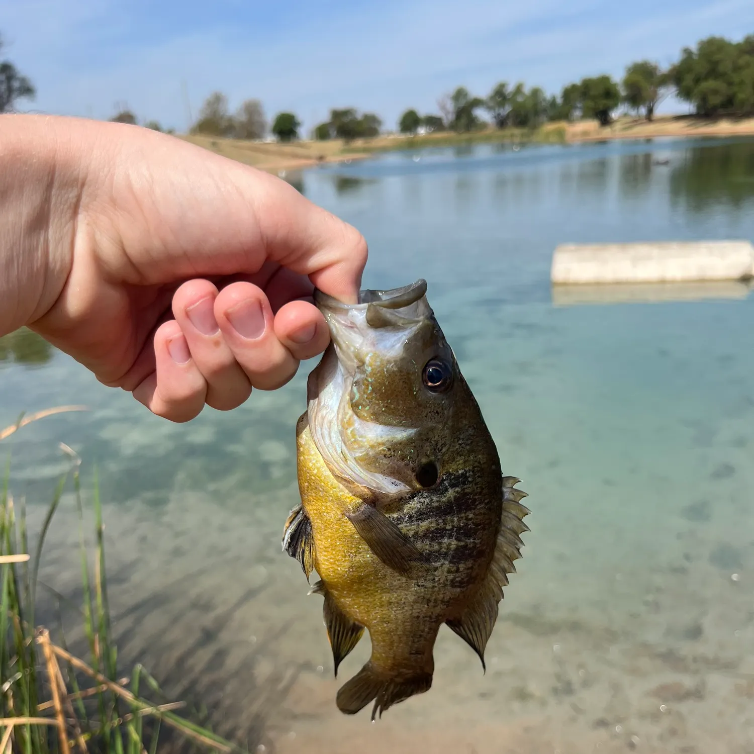 Green sunfish caught on Fishbrain