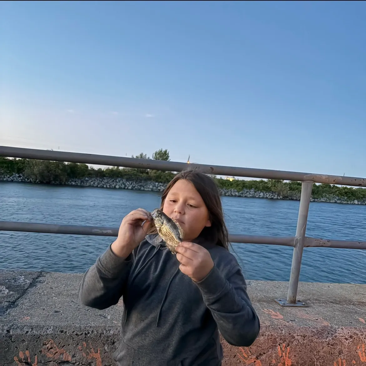 Rock bass caught on Fishbrain