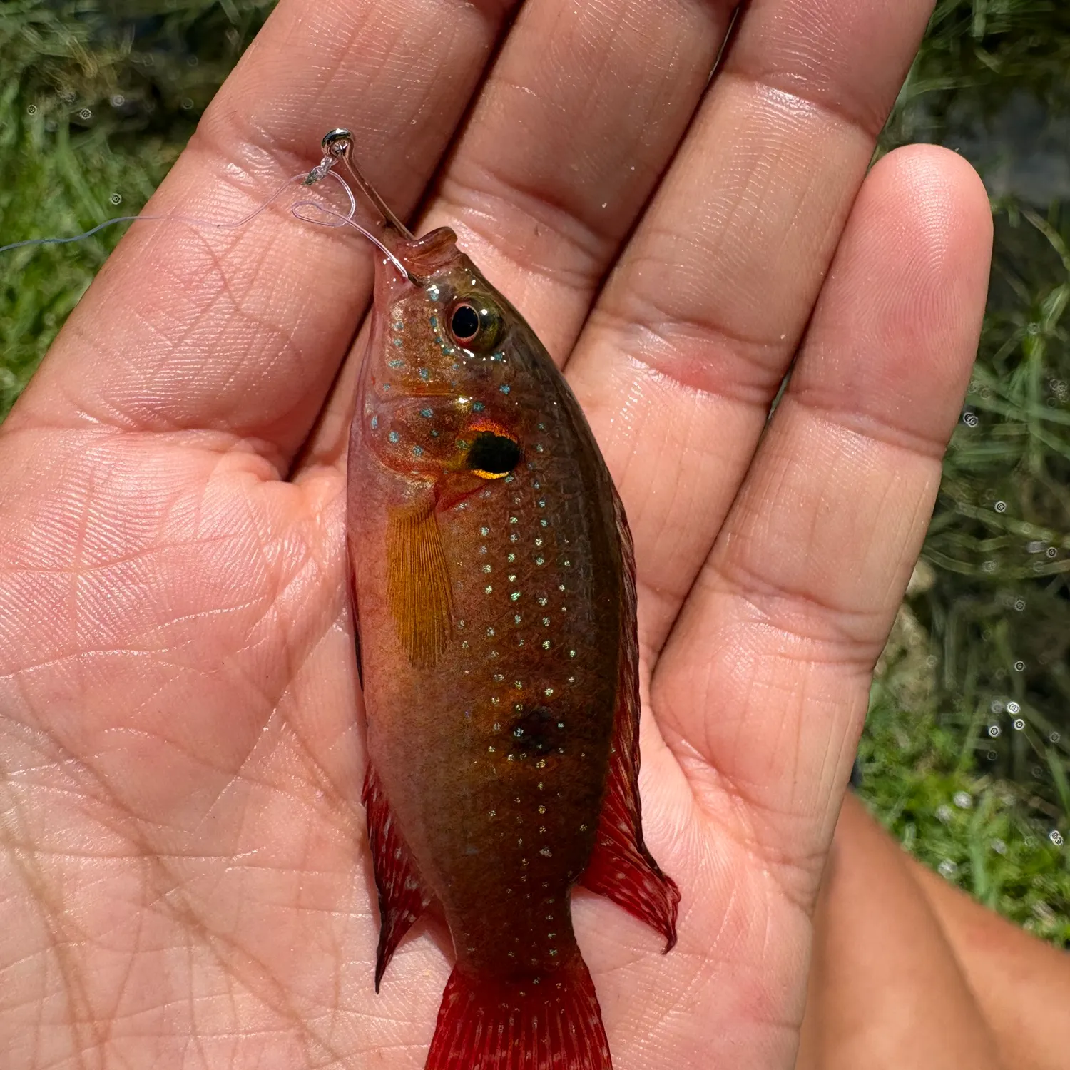 The most recent African Jewelfish catches on Fishbrain