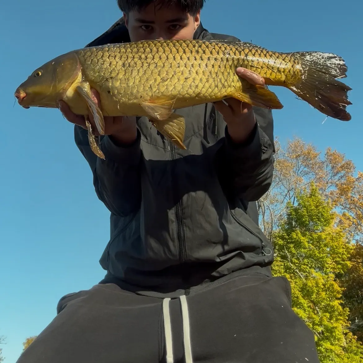 Common carp caught on Fishbrain