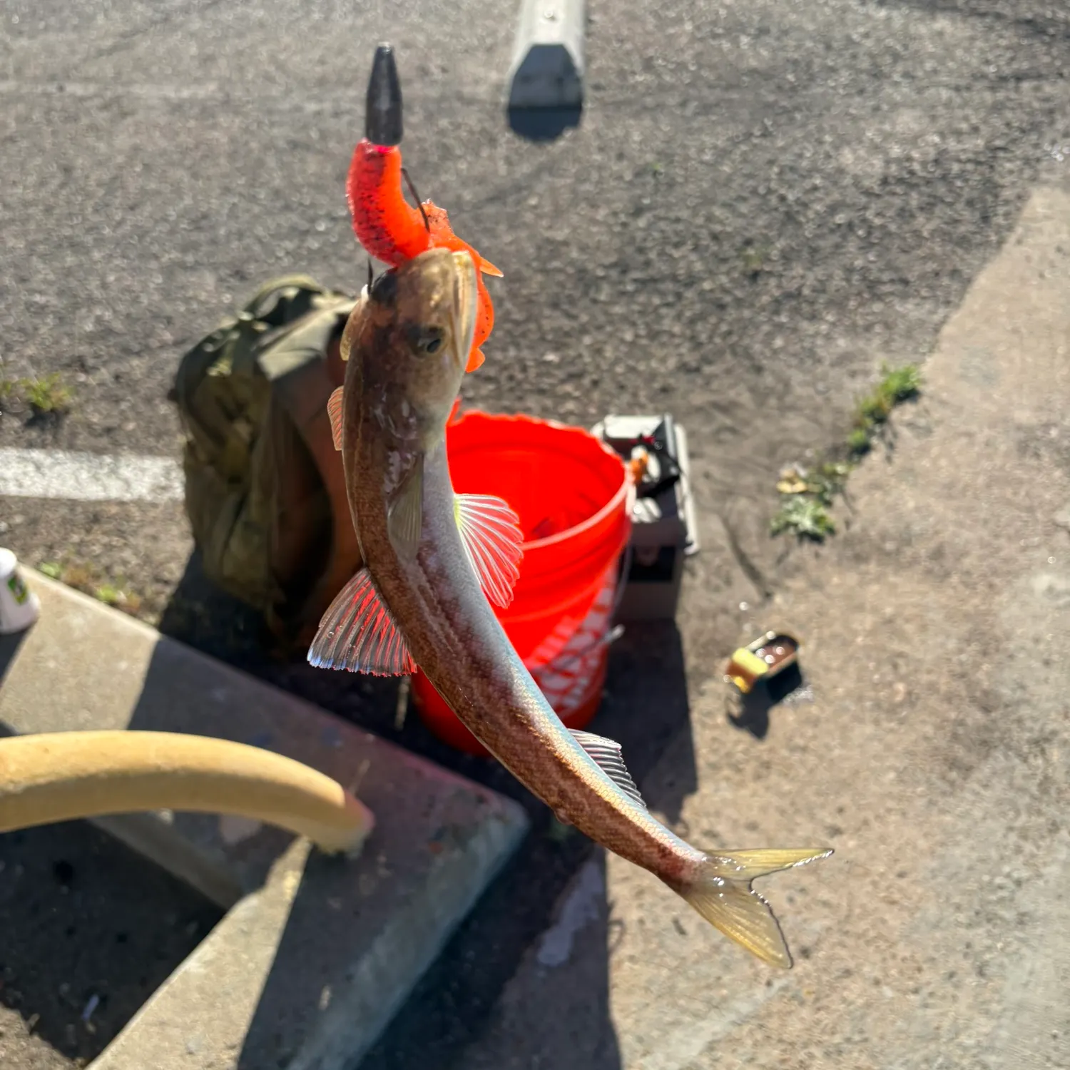 The most recent Pacific barracuda catches on Fishbrain