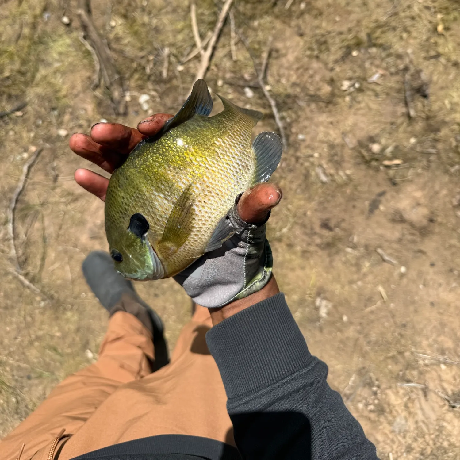 Bluegill caught on Fishbrain