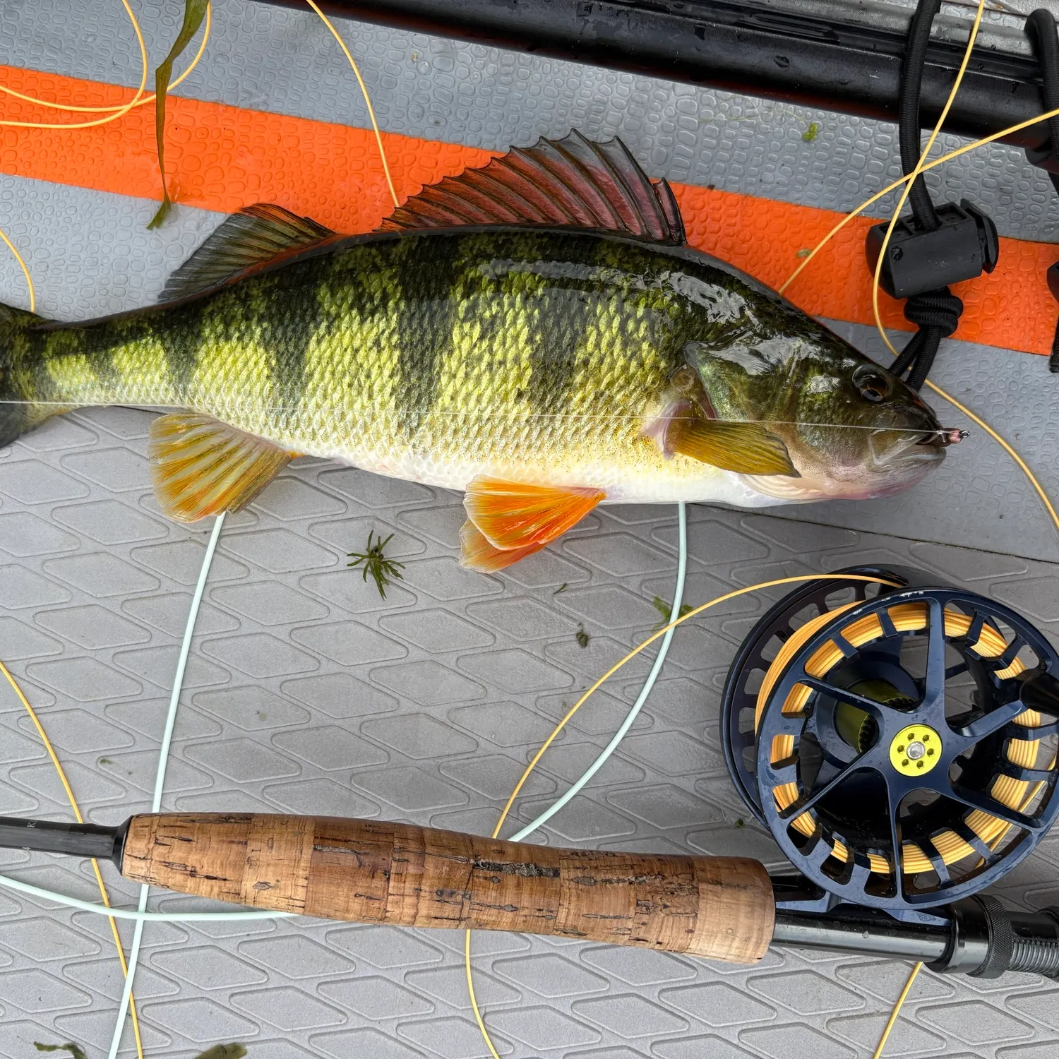 Yellow perch caught on Fishbrain