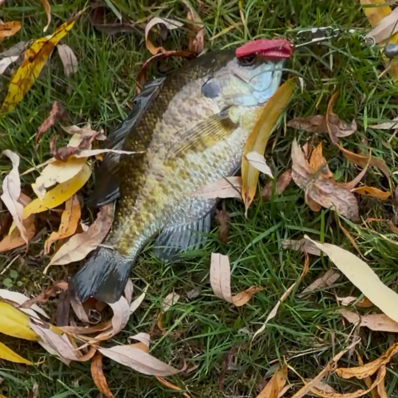 Bluegill caught on Fishbrain