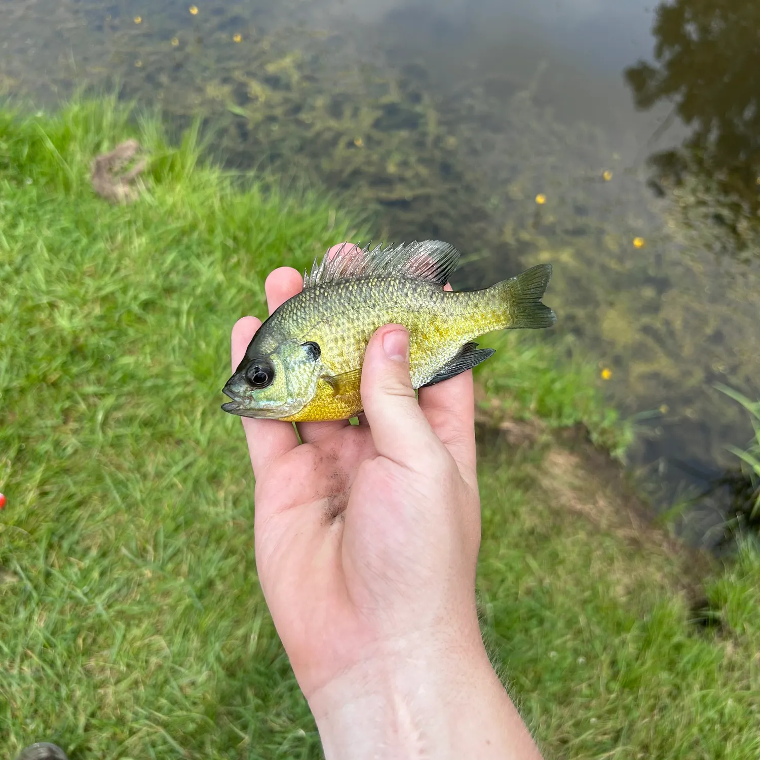 Bluegill caught on Fishbrain