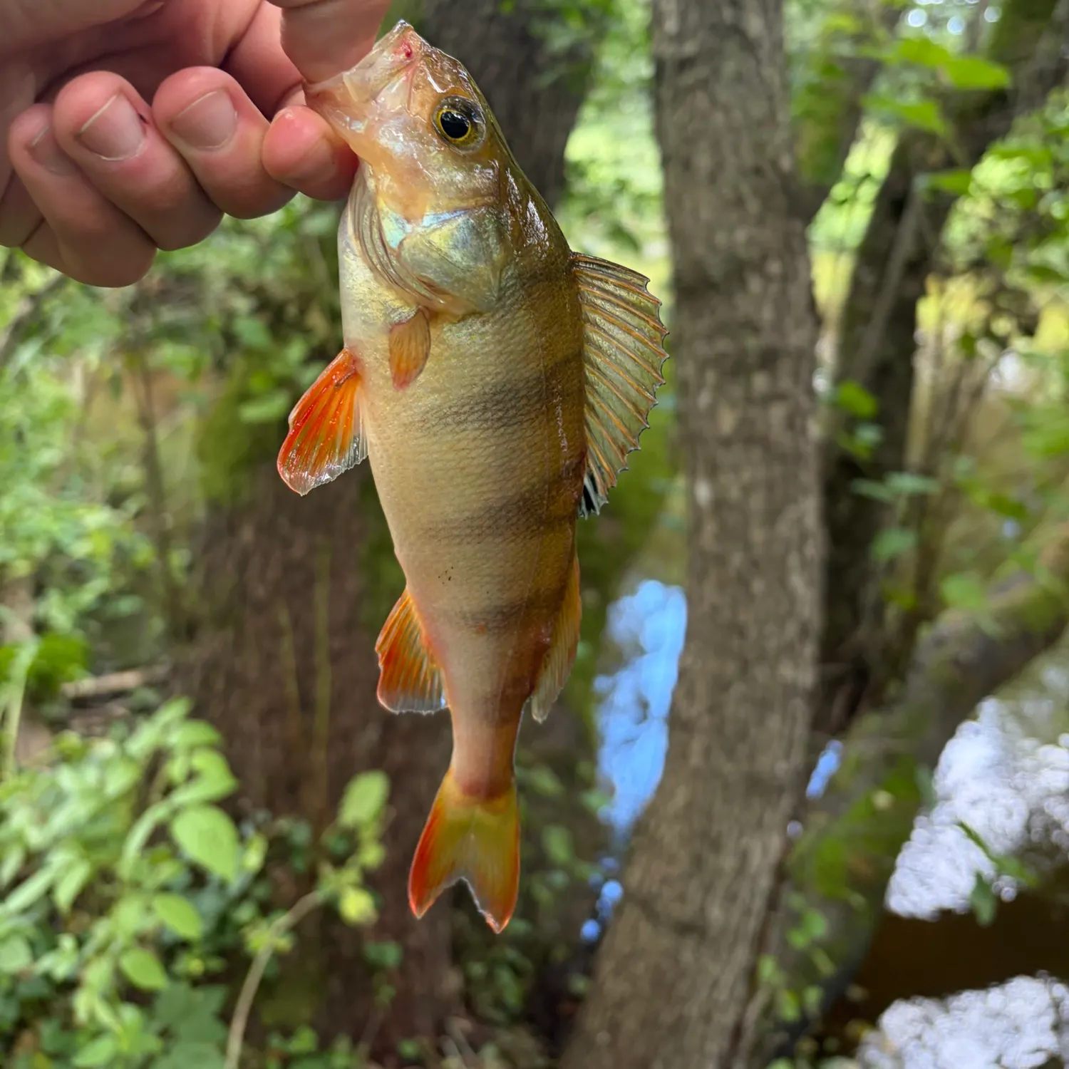 European perch caught on Fishbrain