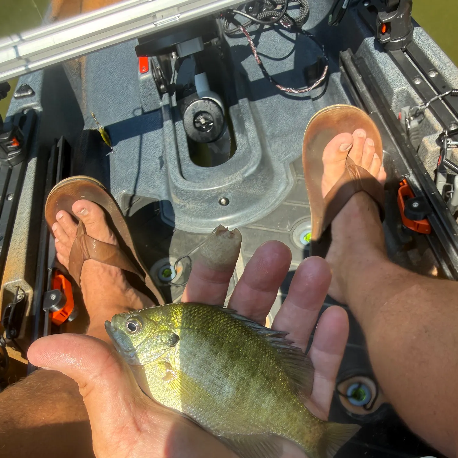 Bluegill caught on Fishbrain