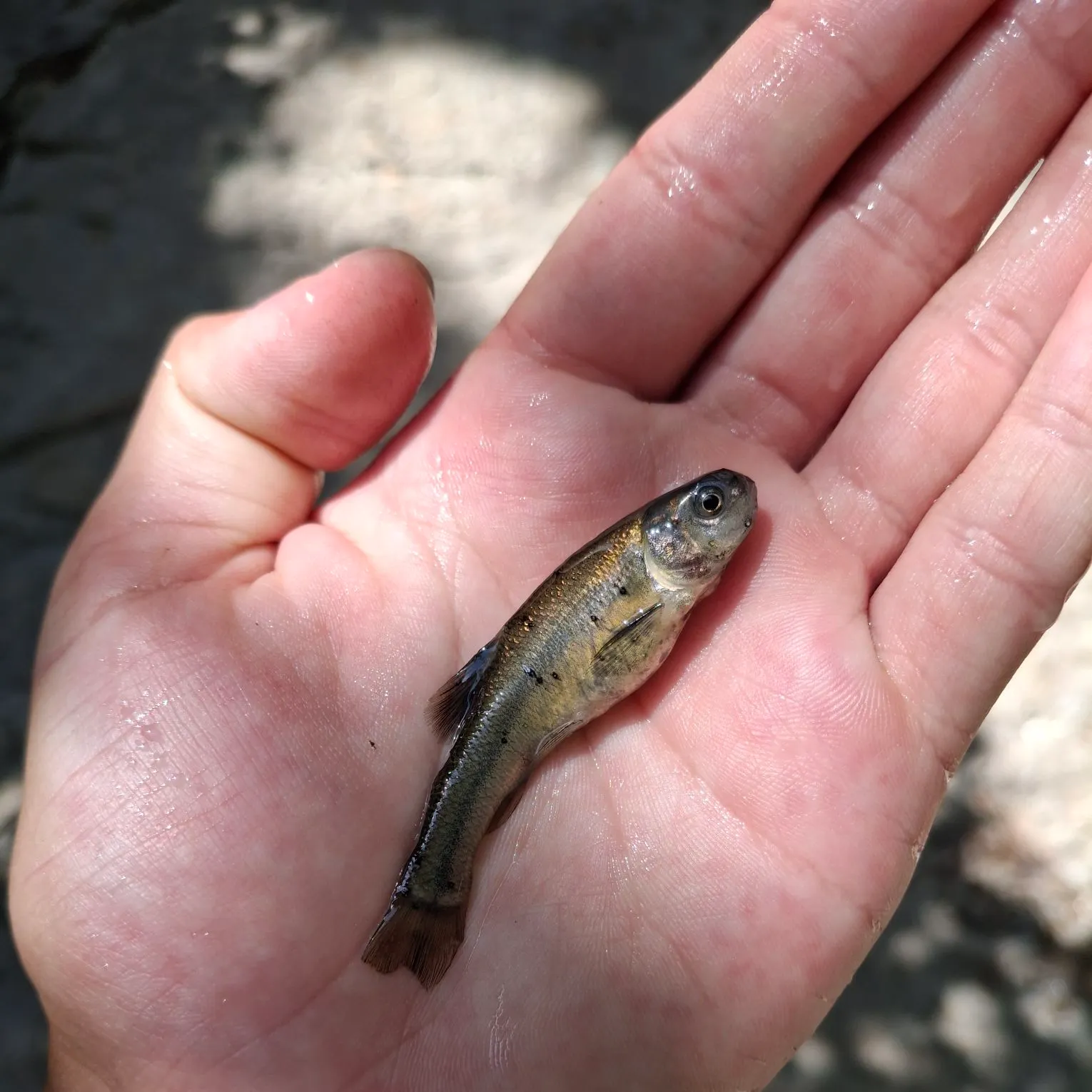 The most recent Fathead minnow catches on Fishbrain