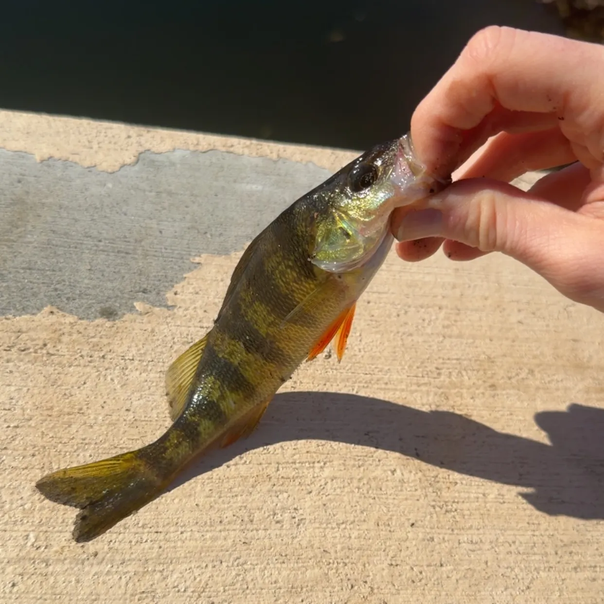 Yellow perch caught on Fishbrain