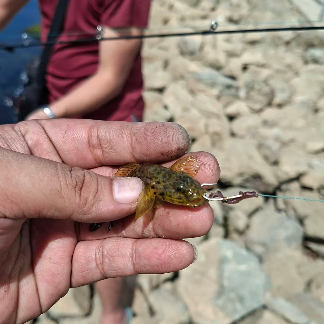 The most recent Common logperch catches on Fishbrain