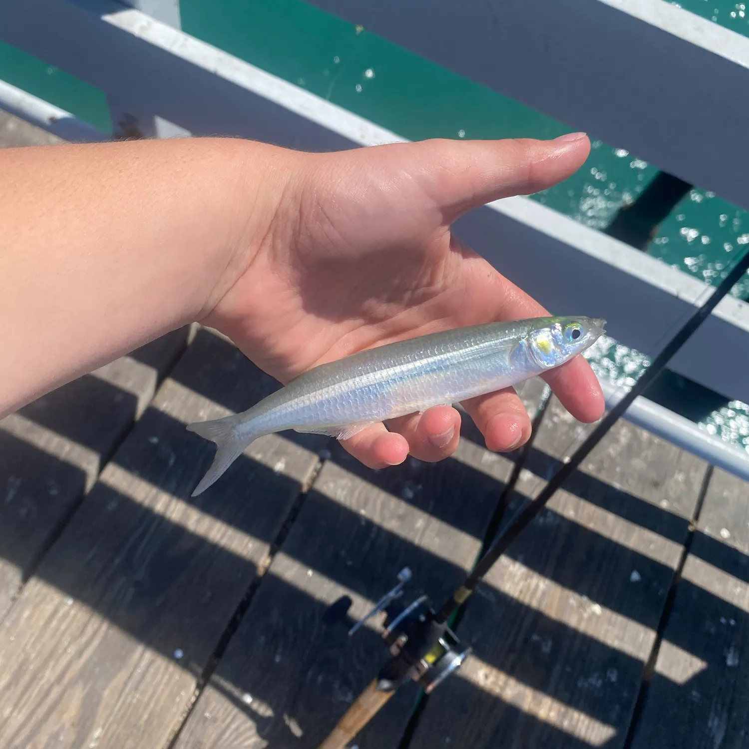 The most recent Surf smelt catches on Fishbrain