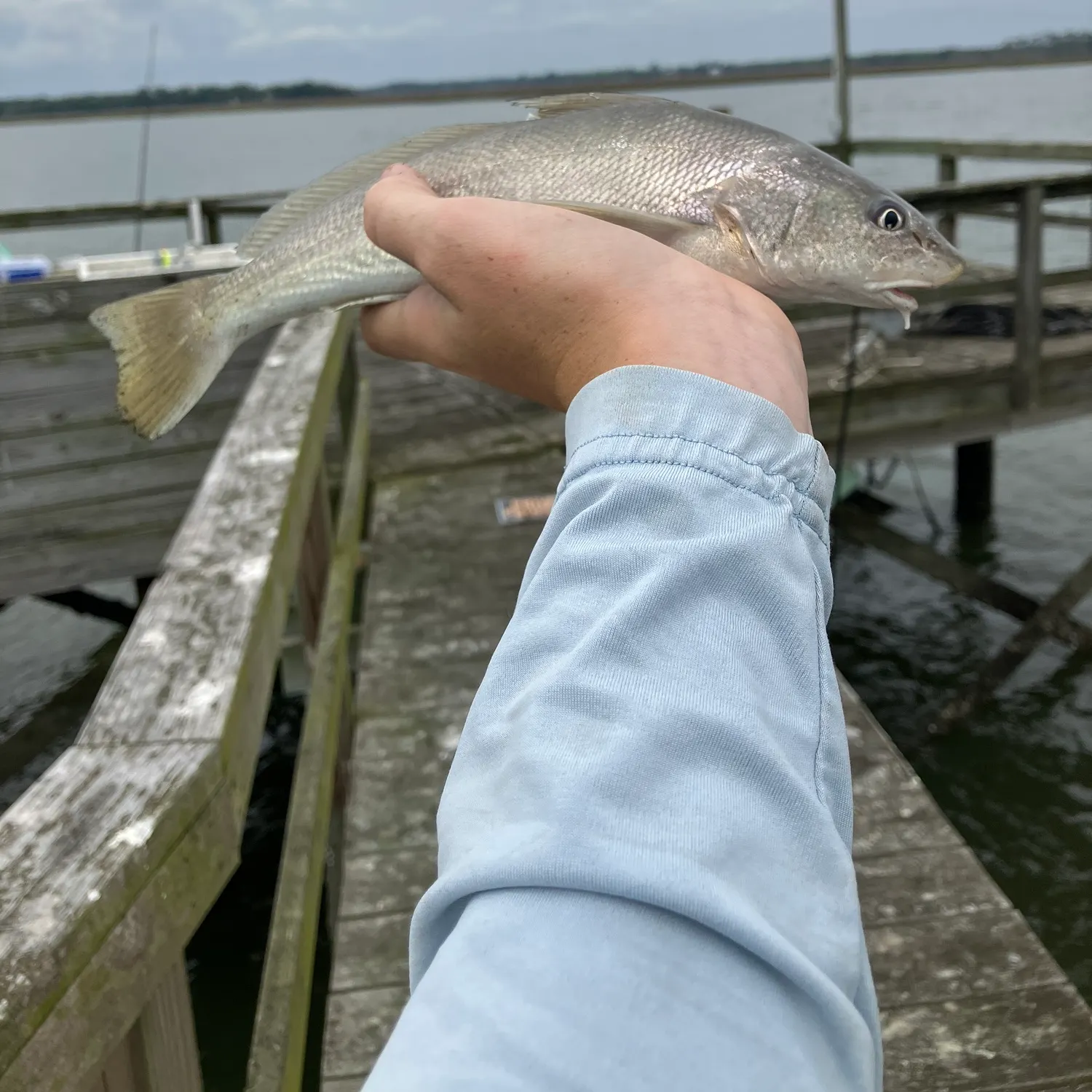 The most recent King George whiting catches on Fishbrain