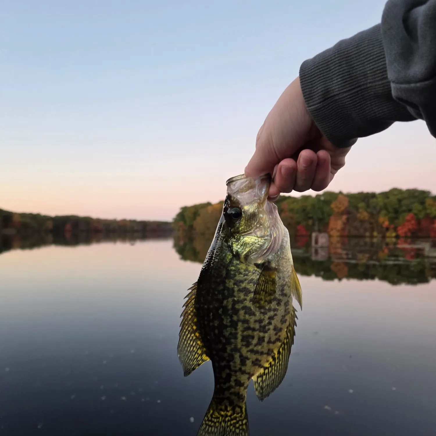 Black crappie caught on Fishbrain
