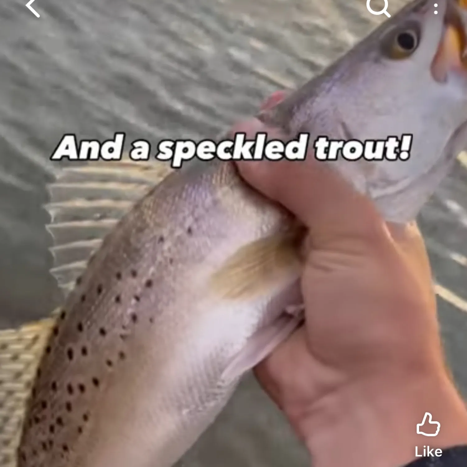 recently logged catches