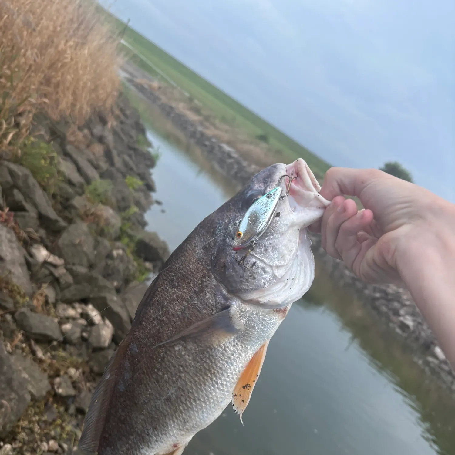 The most recent Freshwater drum catches on Fishbrain