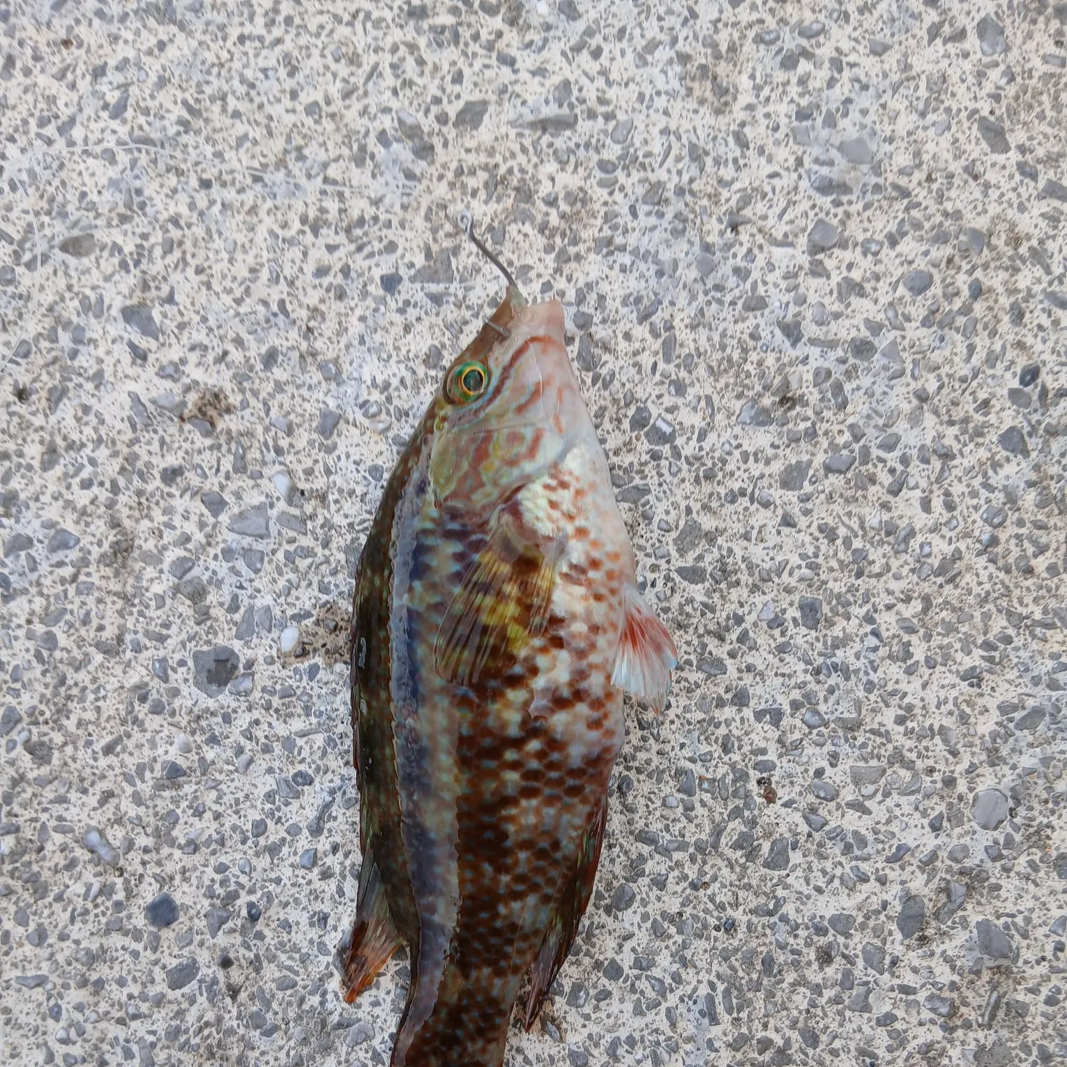 Ballan wrasse caught on Fishbrain
