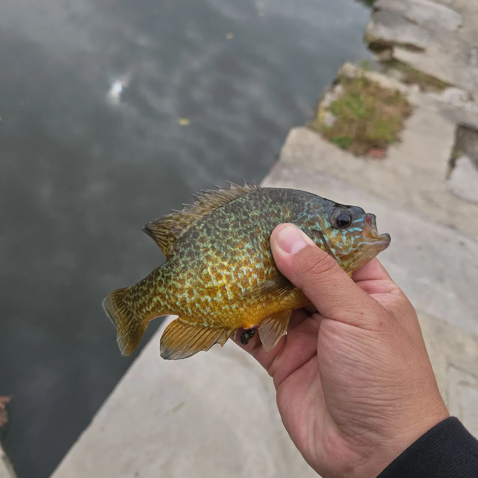 Greengill hybrid caught on Fishbrain