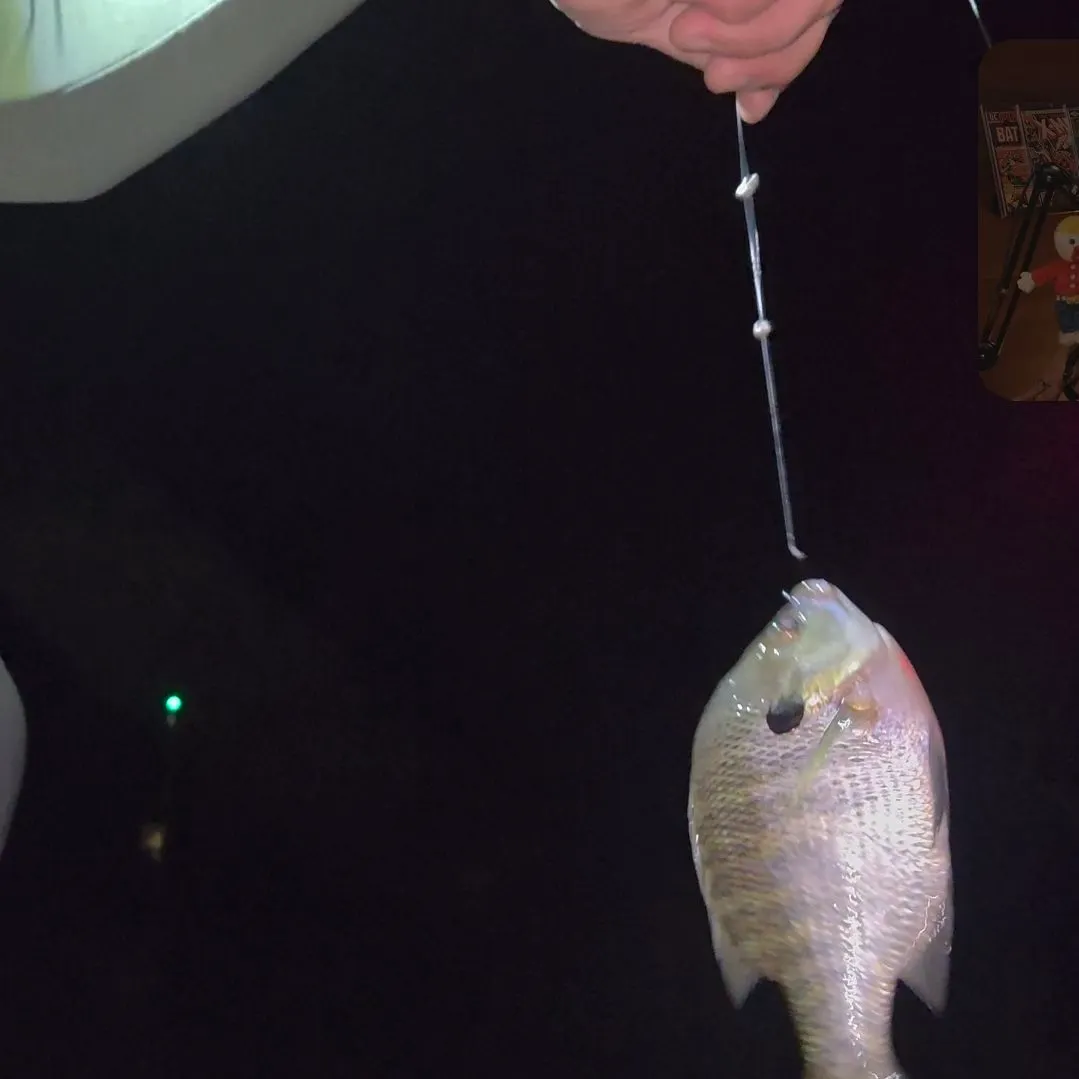 Bluegill caught on Fishbrain