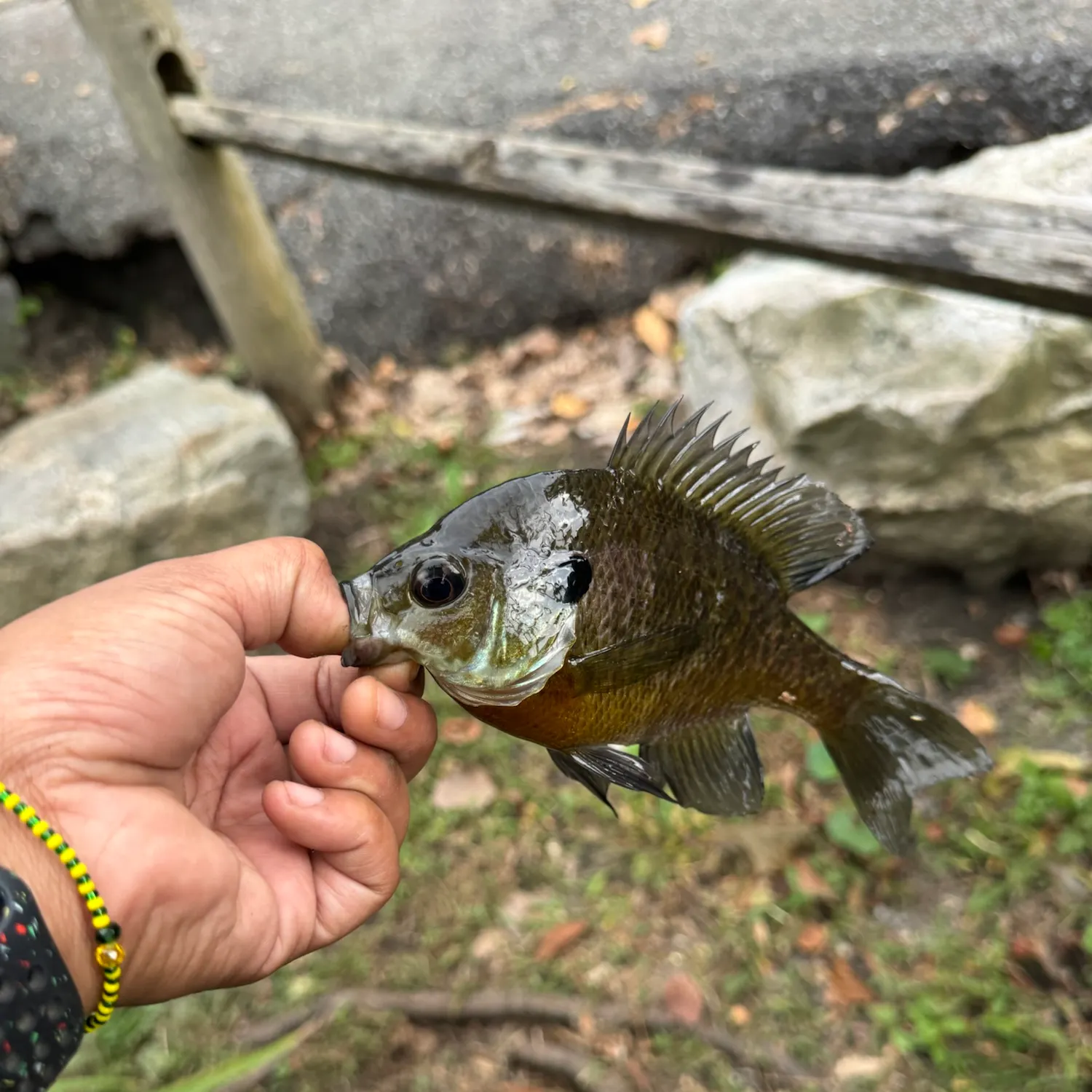 Bluegill caught on Fishbrain