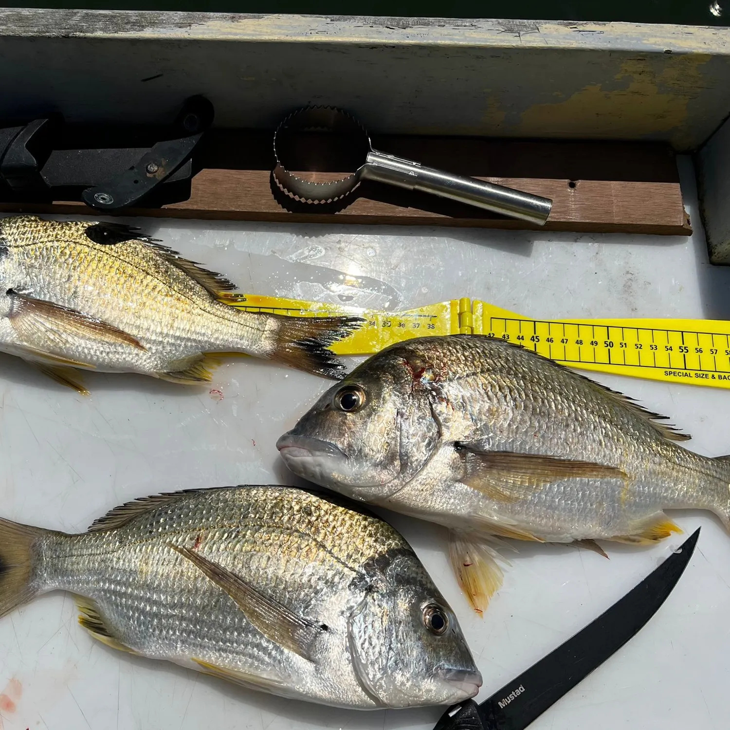 recently logged catches