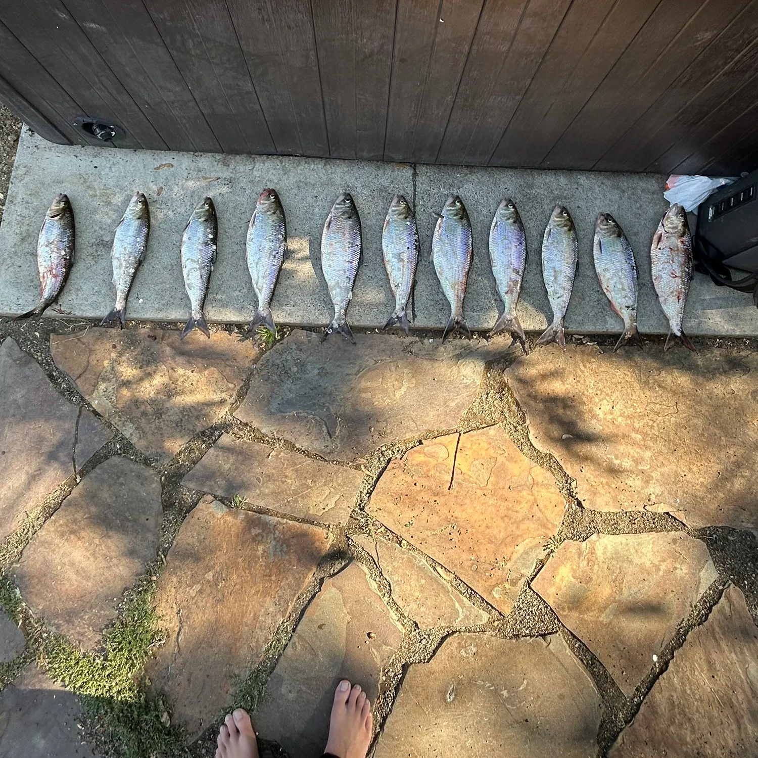 recently logged catches