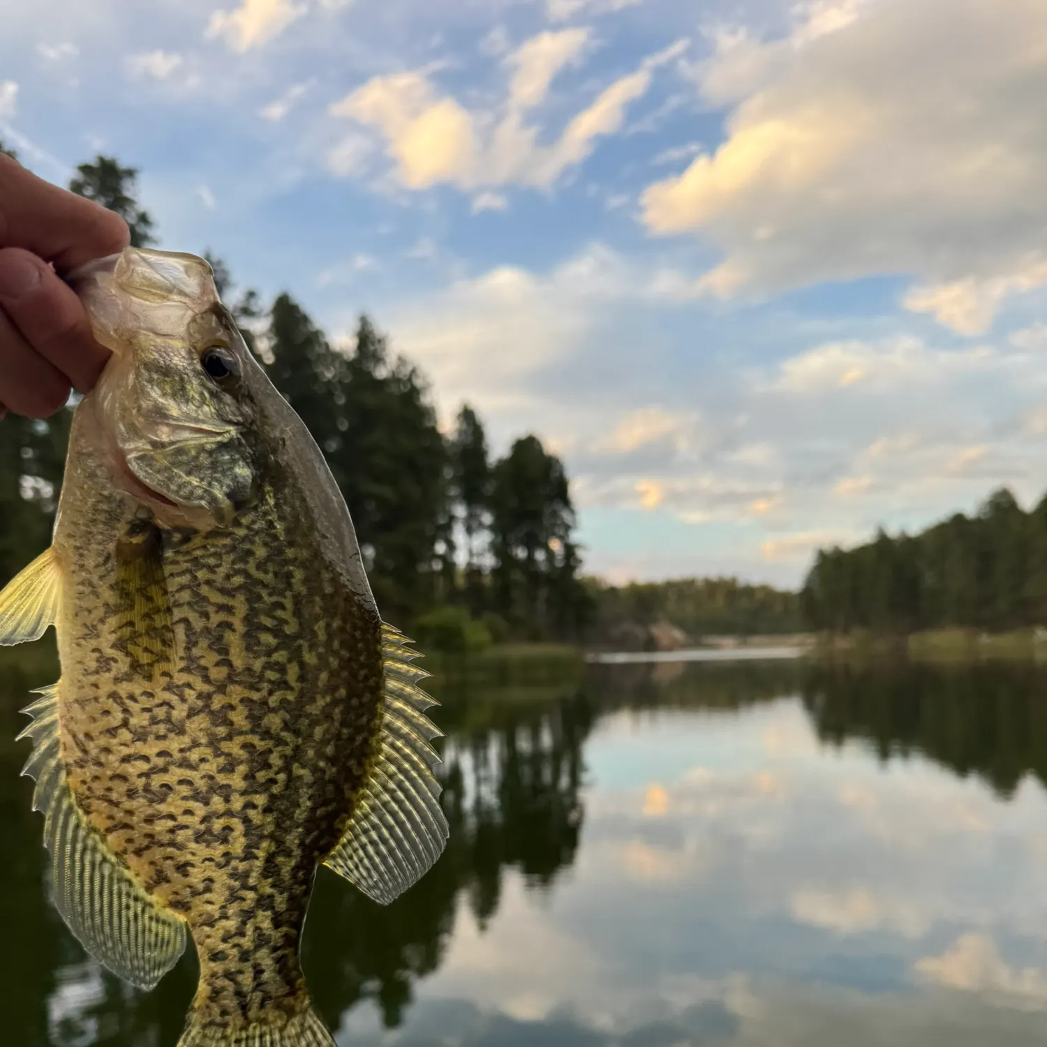 Black crappie caught on Fishbrain