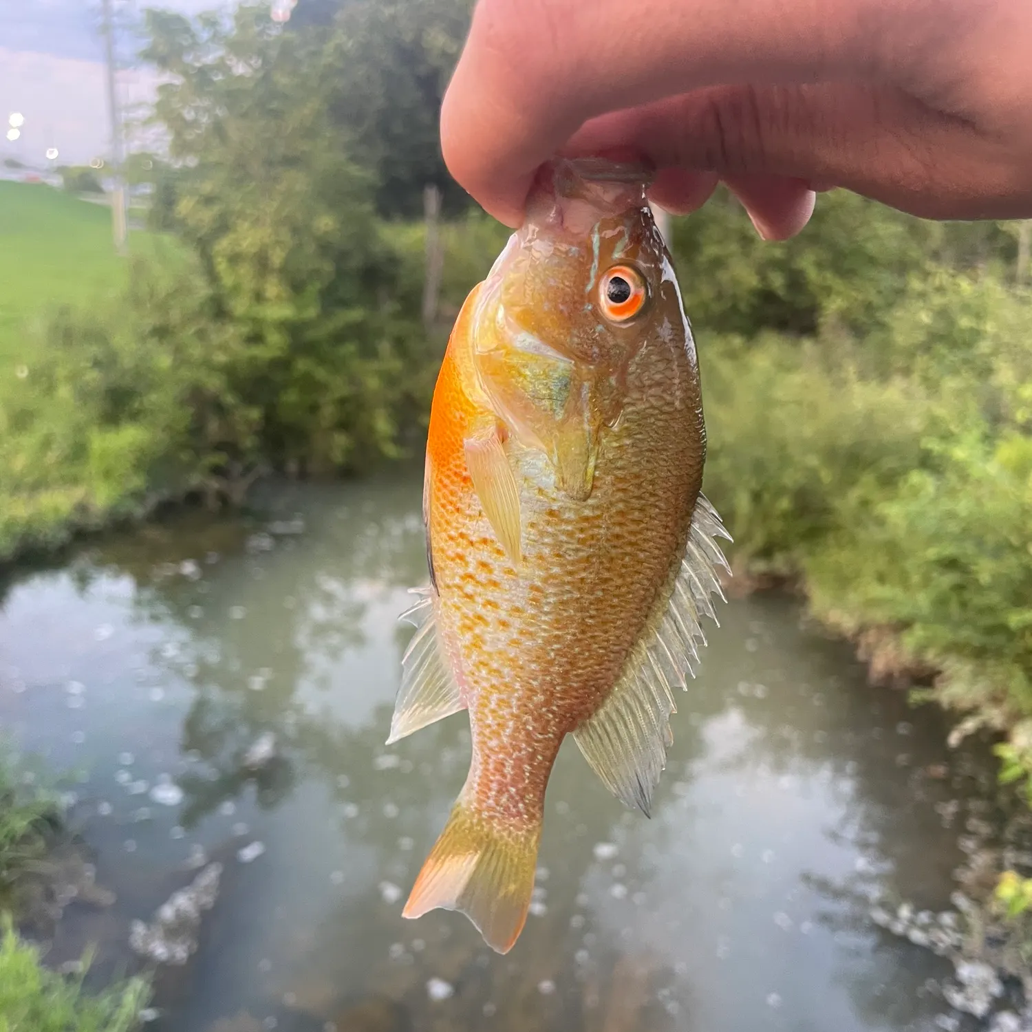 Redbreast sunfish caught on Fishbrain