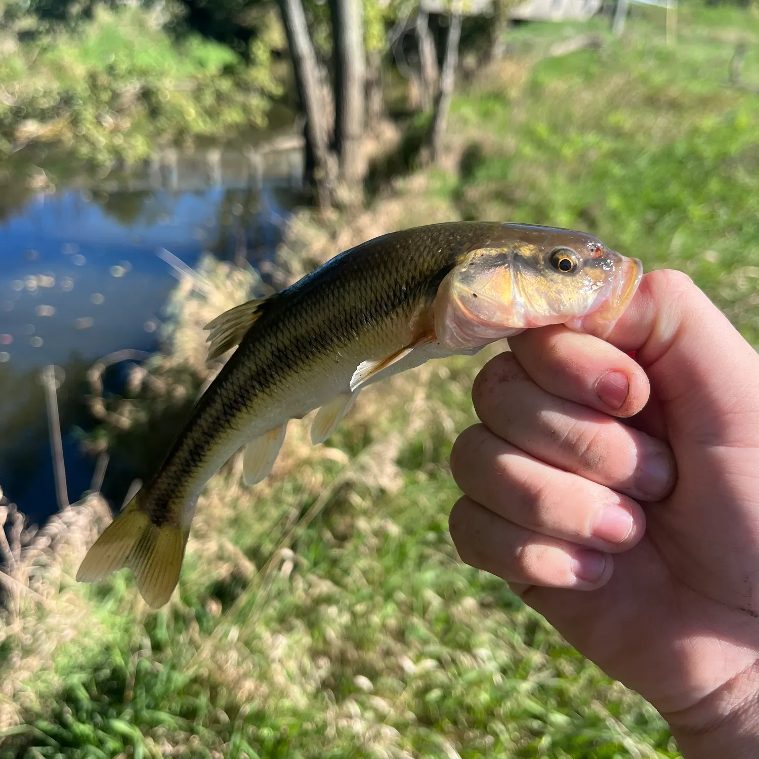 Hornyhead chub caught on Fishbrain