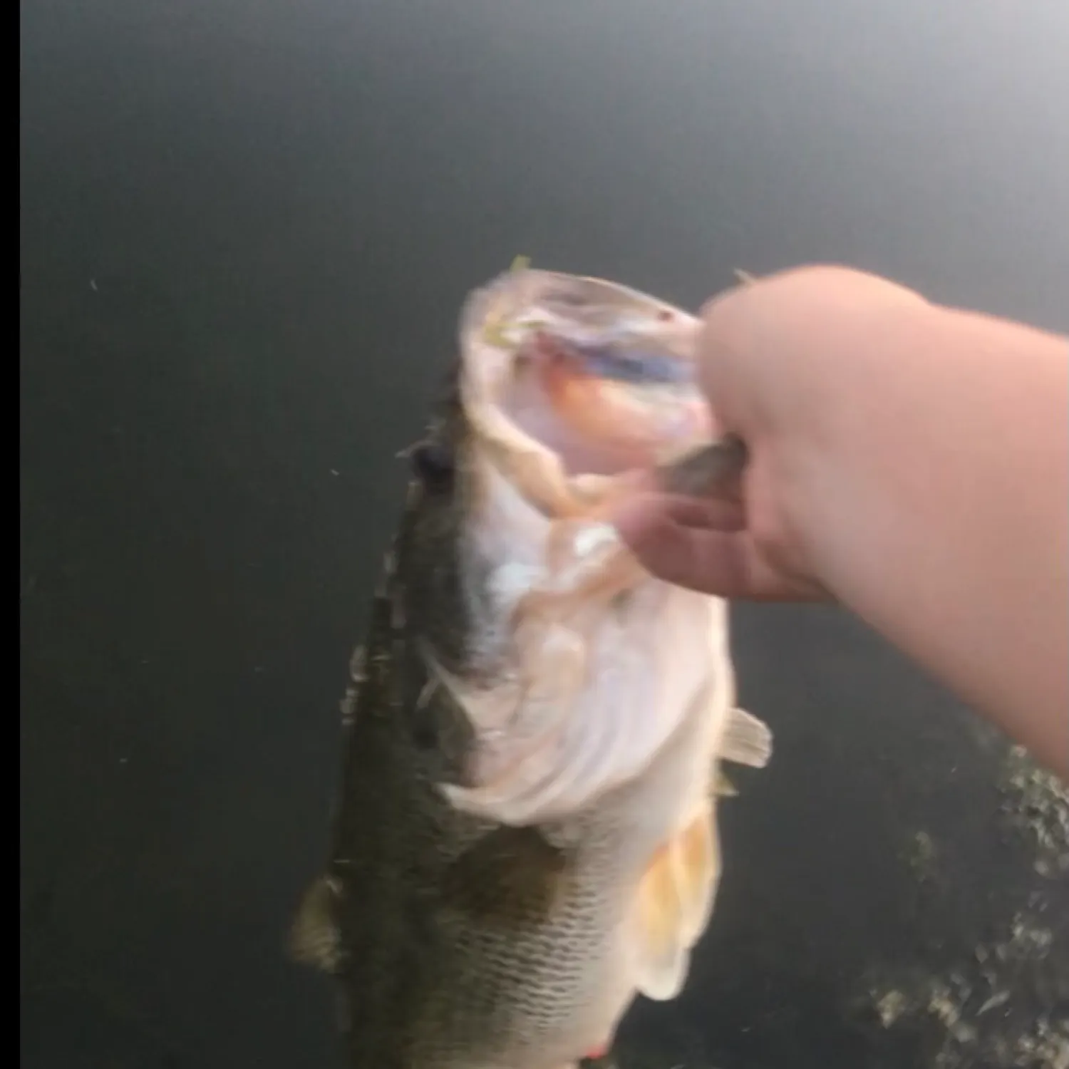 angler catch