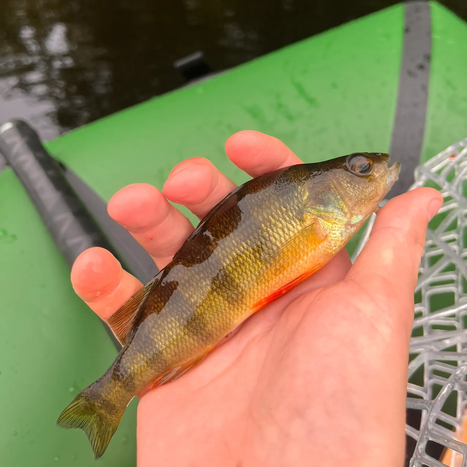 Yellow perch caught on Fishbrain