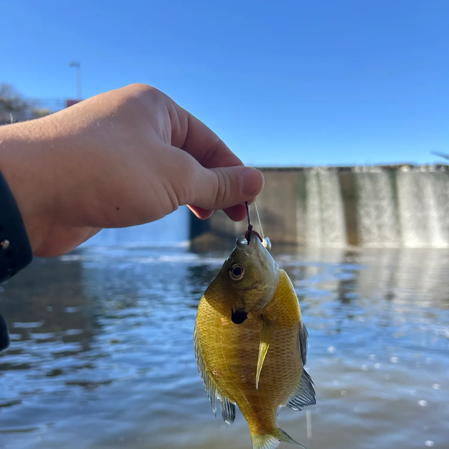 Bluegill caught on Fishbrain