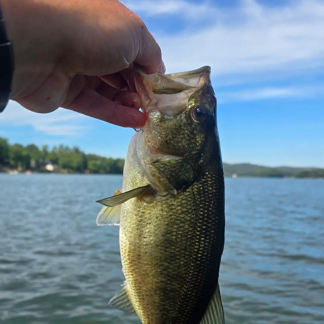 Largemouth bass caught on Fishbrain