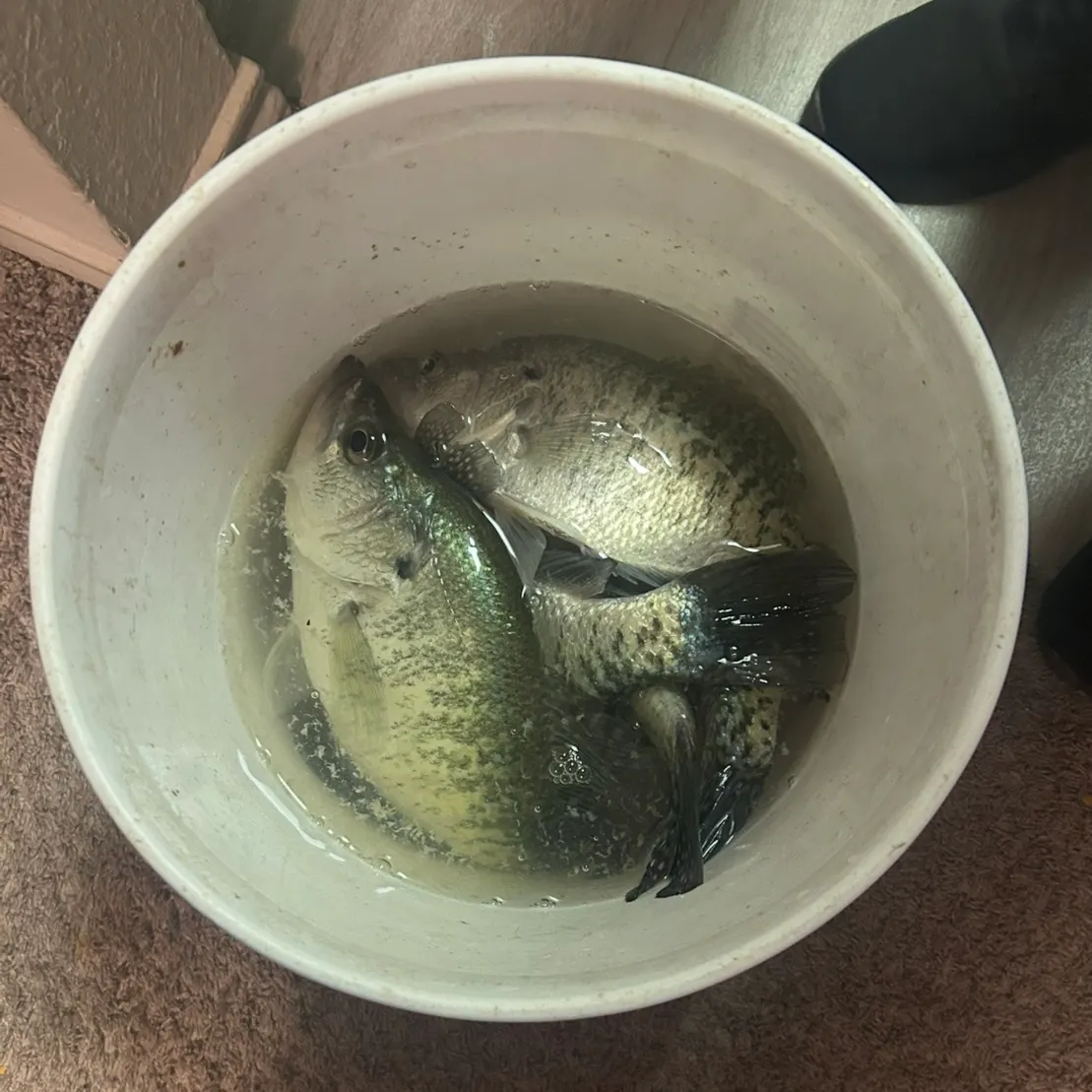 The most recent White crappie catches on Fishbrain