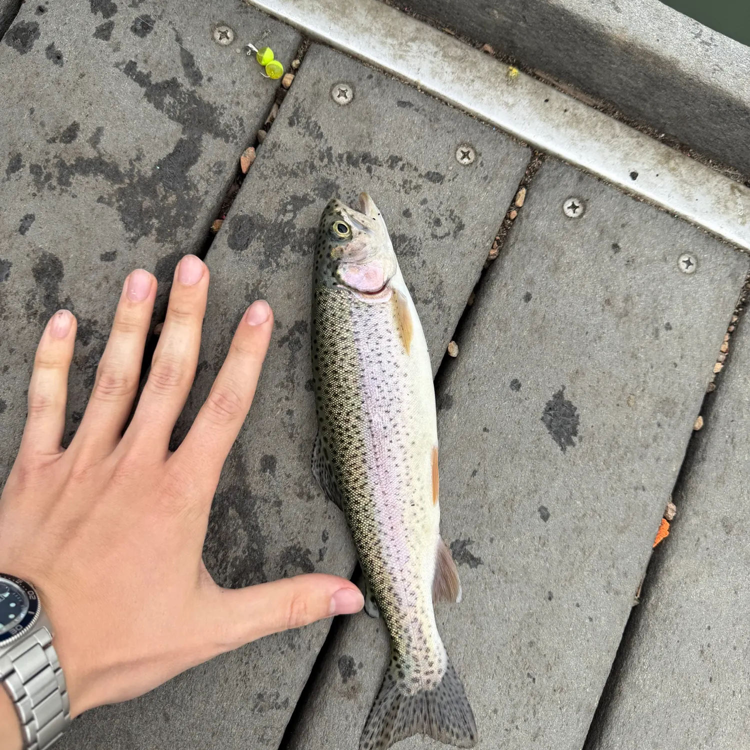 Rainbow trout caught on Fishbrain