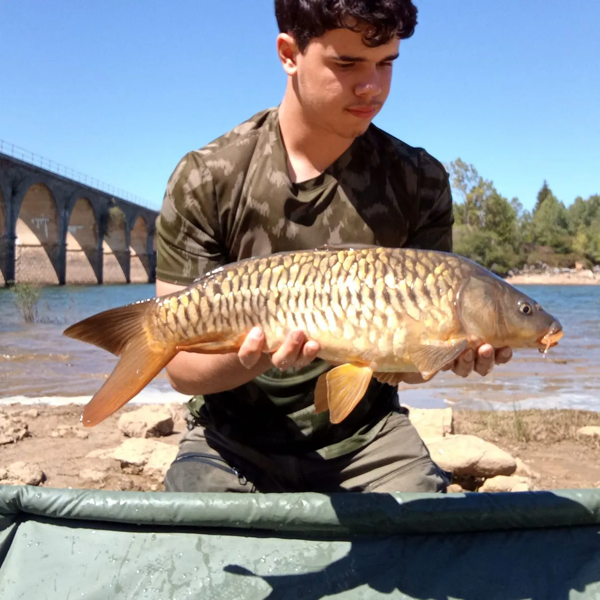 Mirror carp caught on Fishbrain