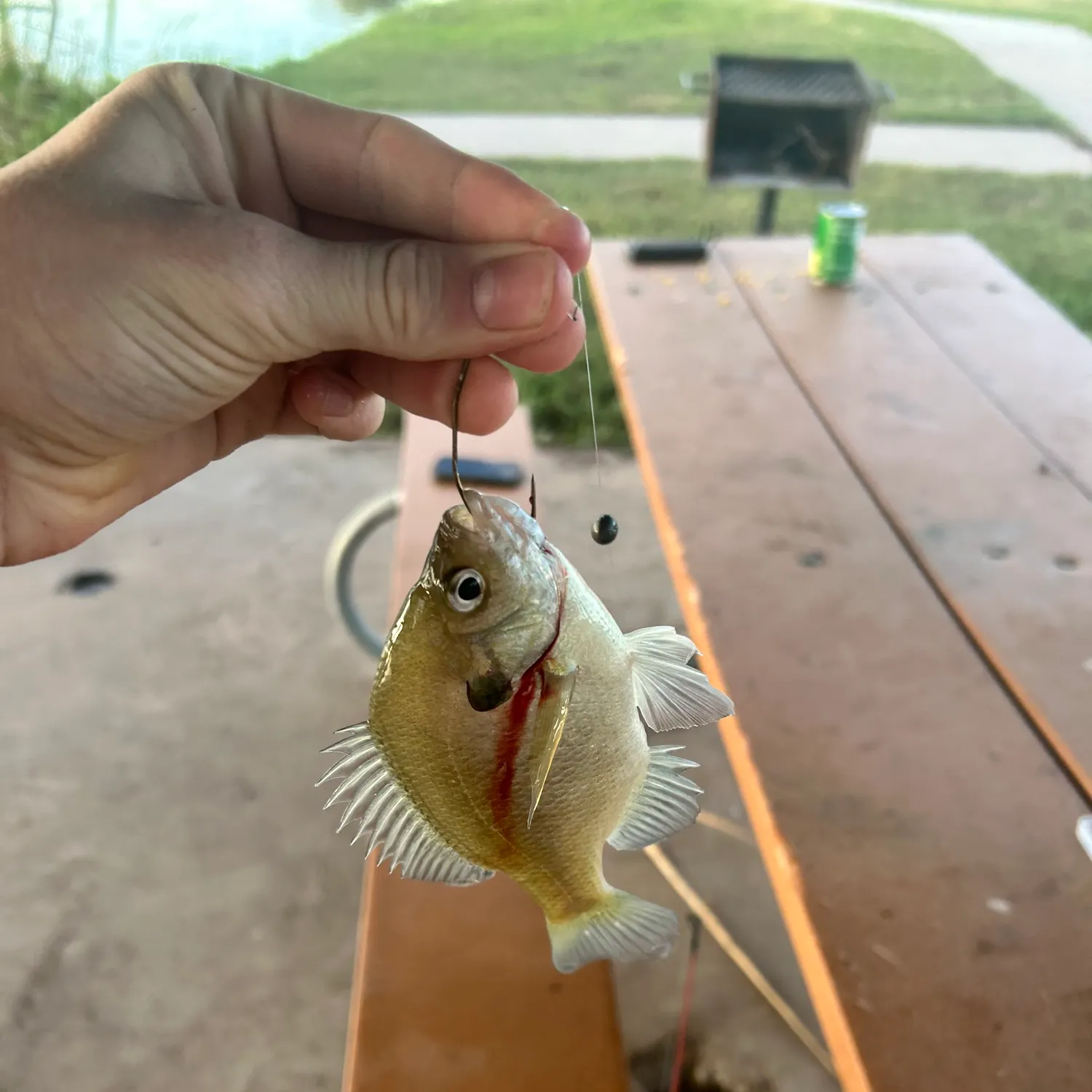 Bluegill caught on Fishbrain