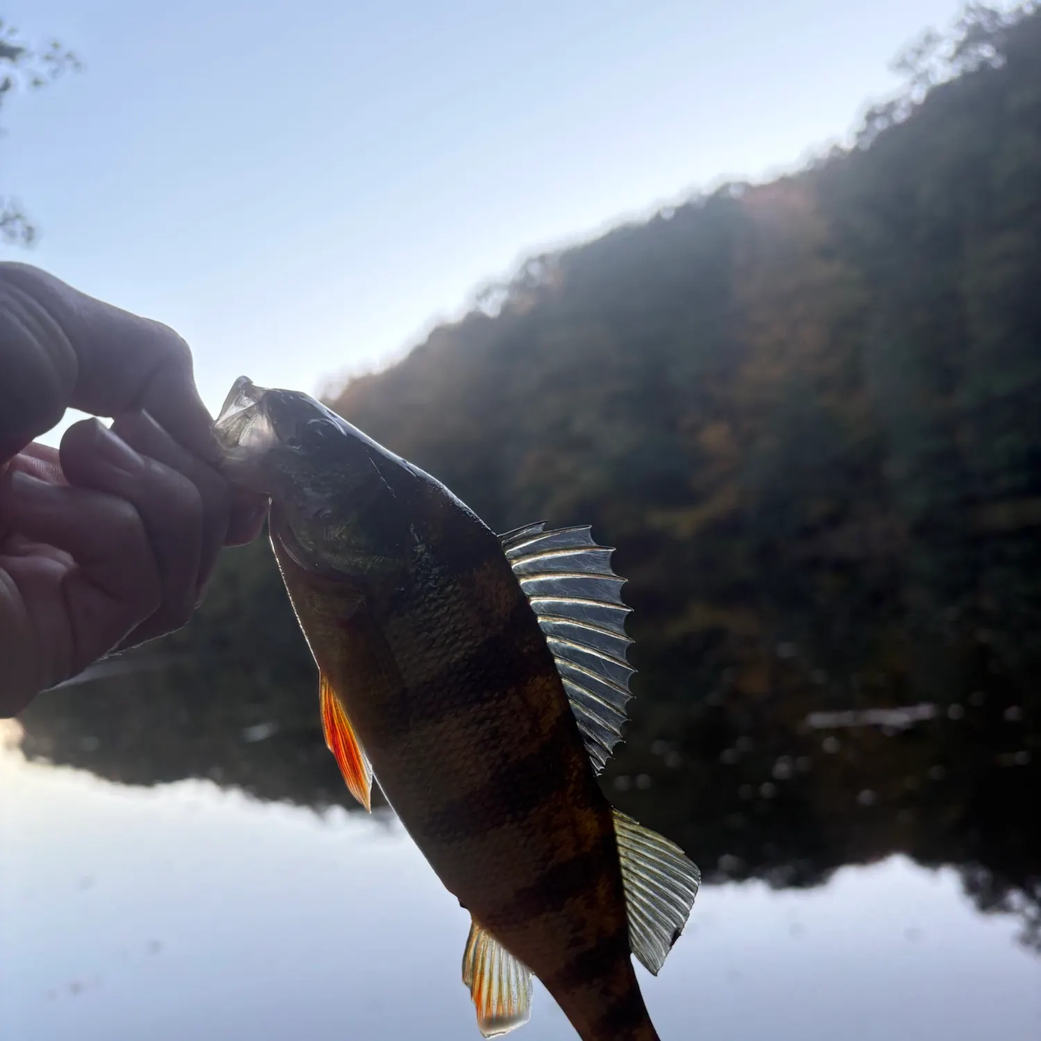 Yellow perch caught on Fishbrain