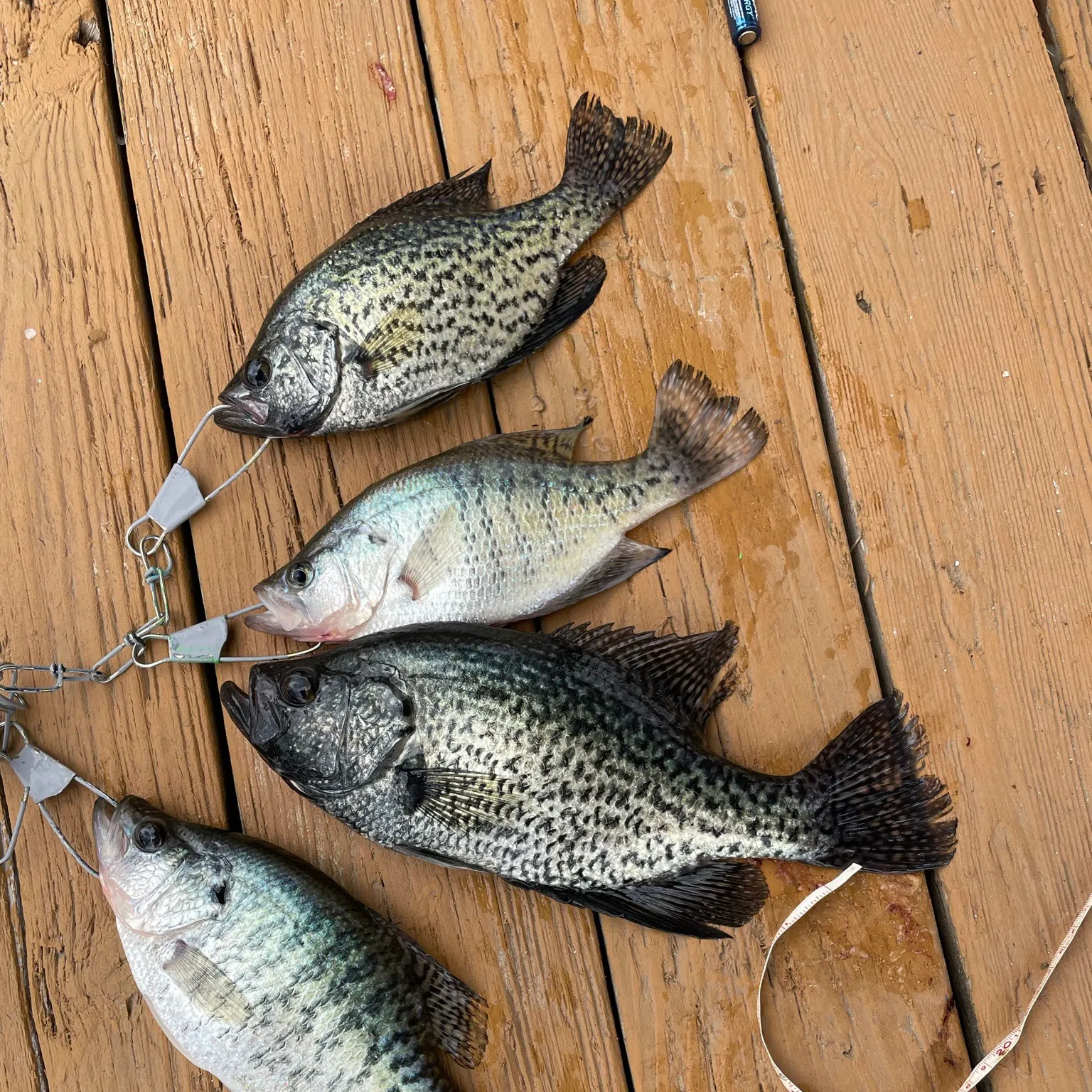 recently logged catches