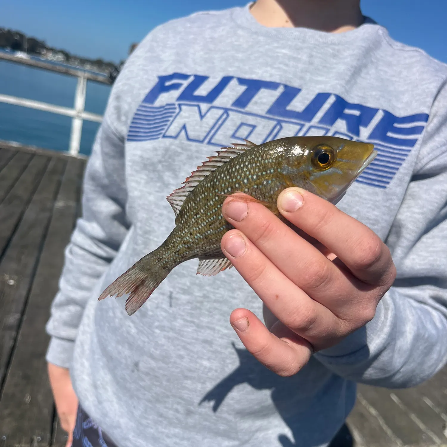 The most recent Lesser-spotted leatherjacket catches on Fishbrain
