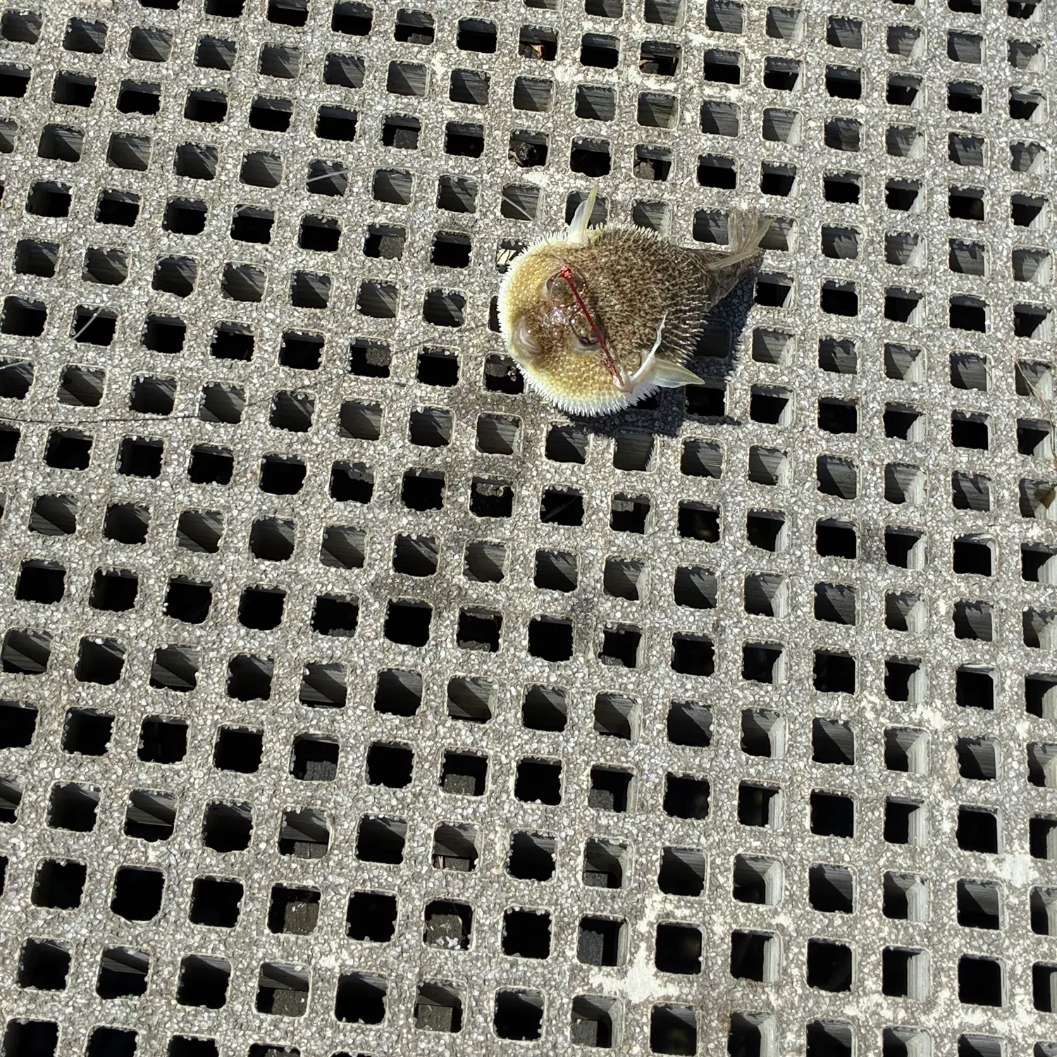 The most recent Half-smooth golden pufferfish catches on Fishbrain