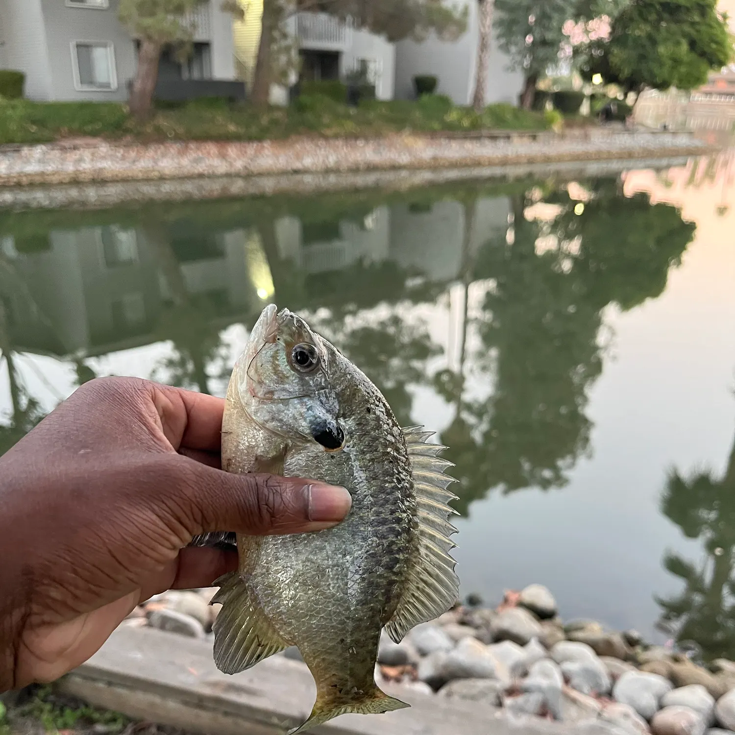 Redear sunfish caught on Fishbrain