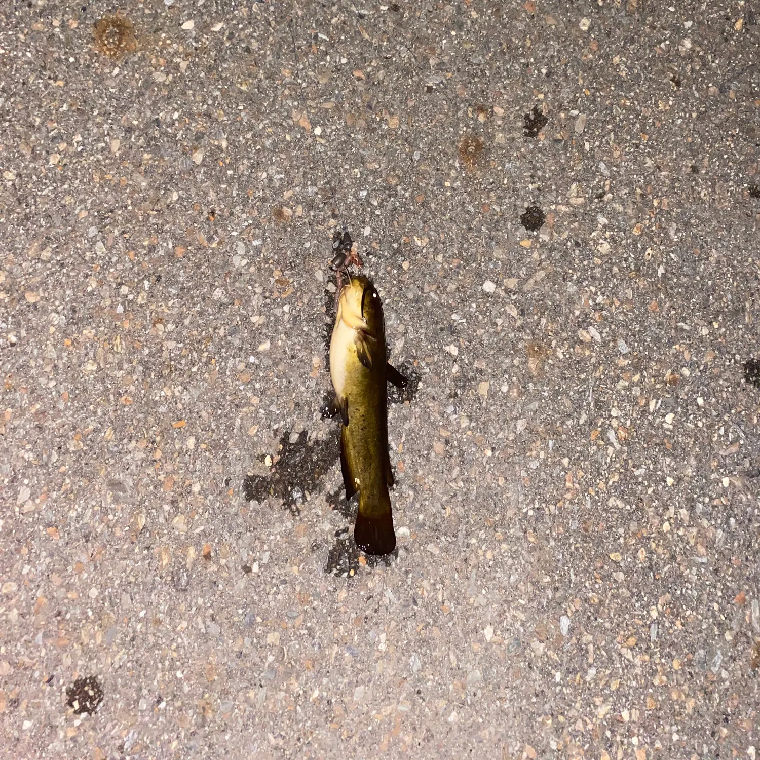 Yellow bullhead caught on Fishbrain