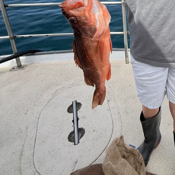 The most recent Redstripe rockfish catches on Fishbrain