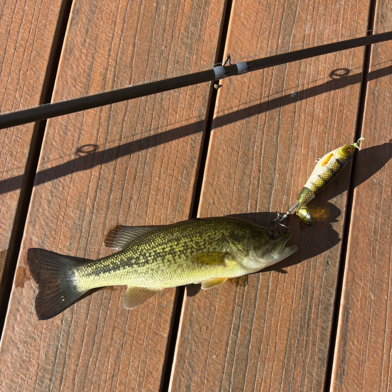 Largemouth bass caught on Fishbrain