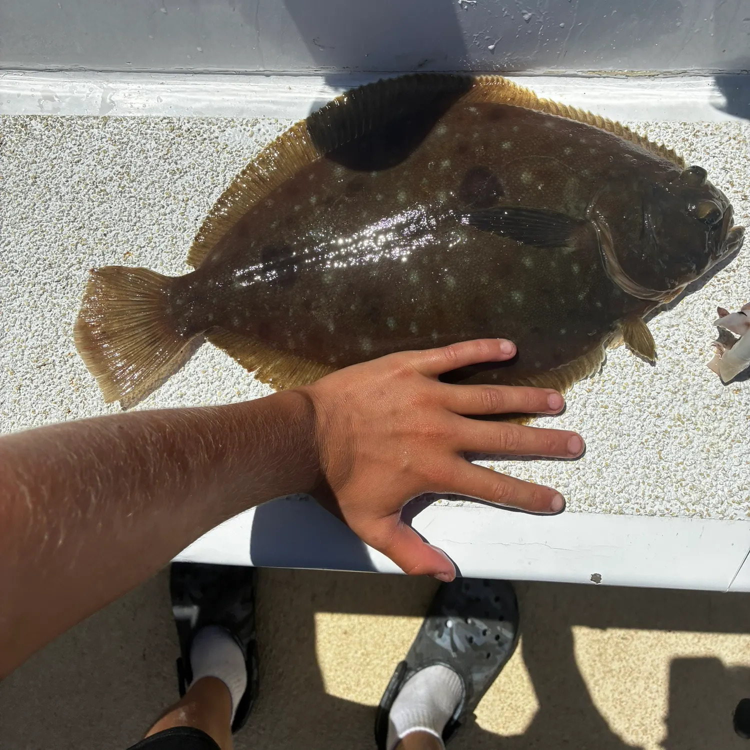 The most recent Fantail sole catches on Fishbrain