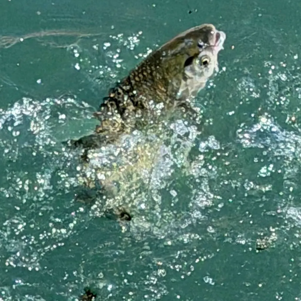 Grass carp caught on Fishbrain