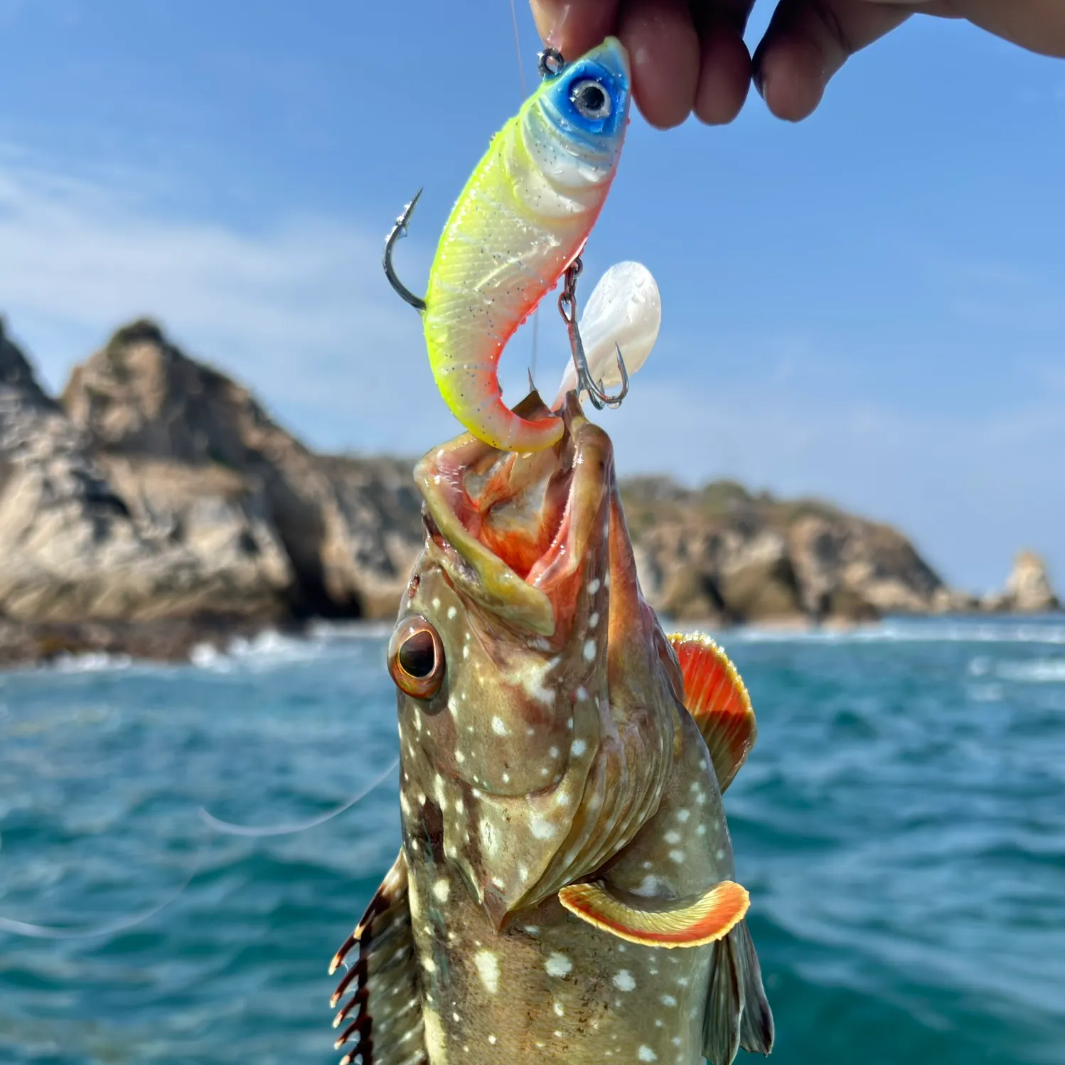 The most recent Starry grouper catches on Fishbrain